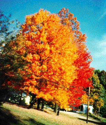 Trees